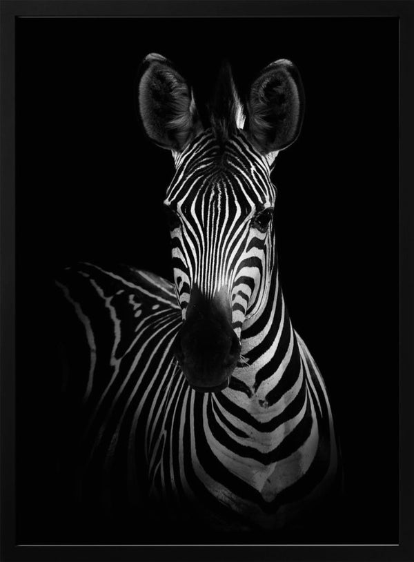 Tablou înramat „The Zebra” de WildPhotoArt