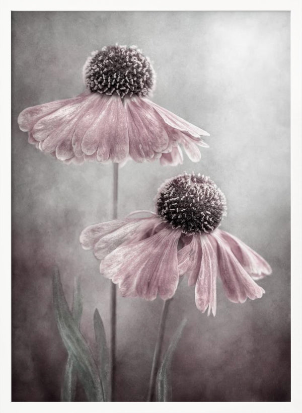 Tablou înramat „Duet” de Mandy Disher