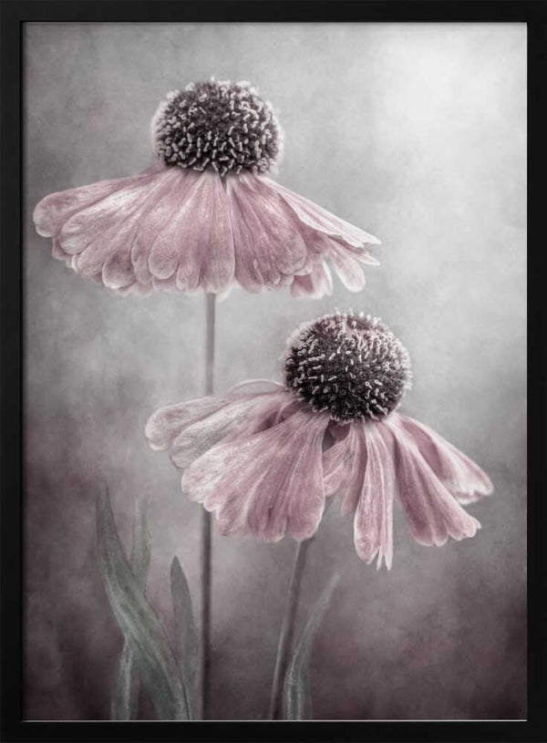 Tablou înramat „Duet” de Mandy Disher