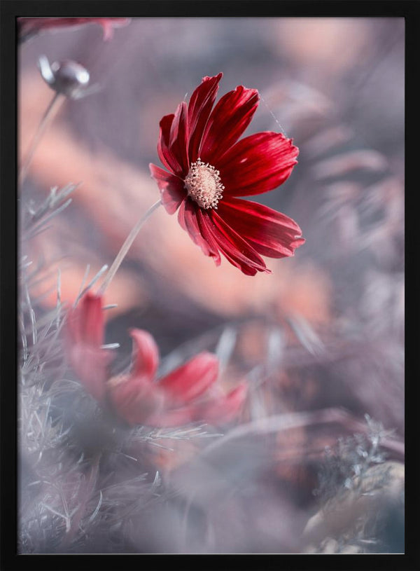 Tablou înramat „Carmen II” de Fabien BRAVIN