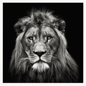 Tablou înramat „Young Male Lion” de Christian Meermann