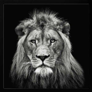 Tablou înramat „Young Male Lion” de Christian Meermann