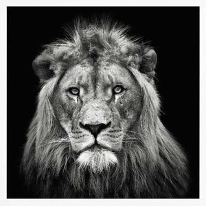 Tablou înramat „Young Male Lion” de Christian Meermann