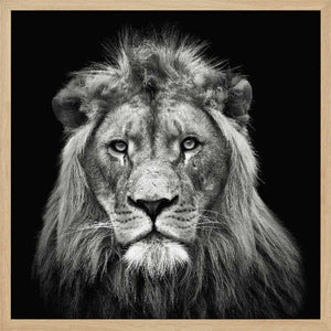 Tablou înramat „Young Male Lion” de Christian Meermann