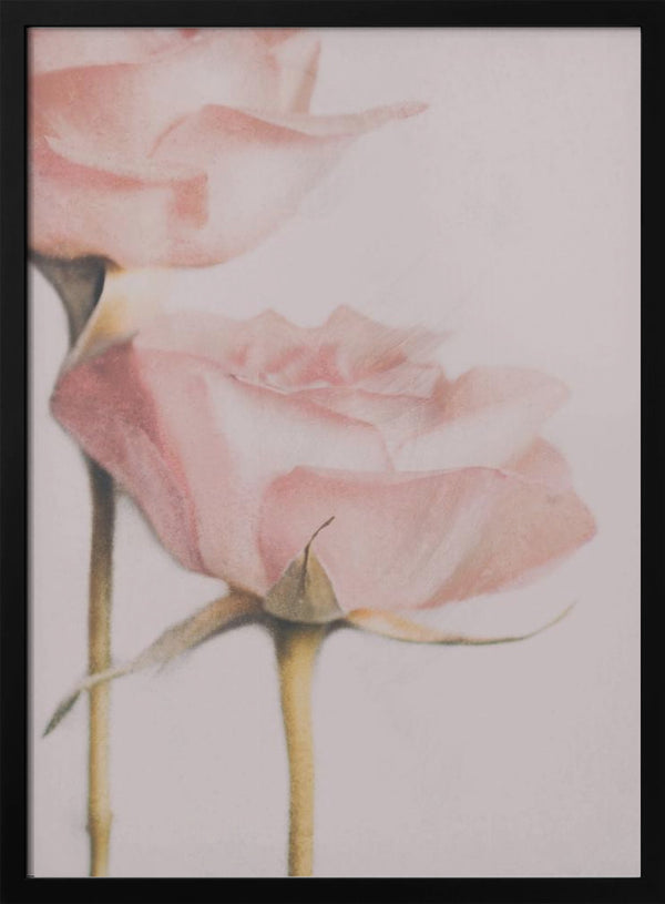 Tablou înramat „Two Roses” de Delphine Devos