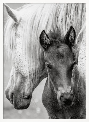 Tablou înramat „The Foal” de Jacky Parker