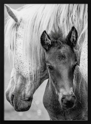 Tablou înramat „The Foal” de Jacky Parker