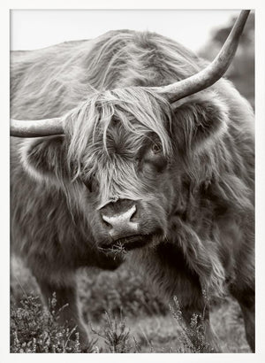 Tablou înramat „The Bull” de Jacky Parker
