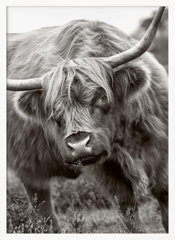 Tablou înramat „The Bull” de Jacky Parker