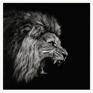 Tablou înramat „Roaring Lion #2” de Christian Meermann