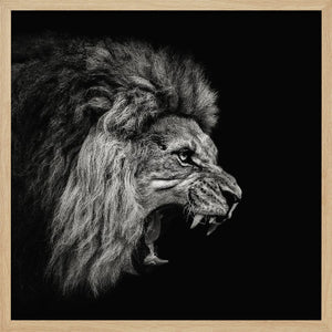 Tablou înramat „Roaring Lion #2” de Christian Meermann