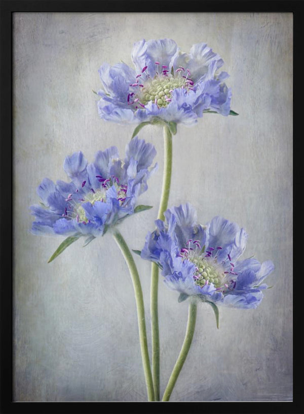 Tablou înramat „Scabiosa” de Mandy Disher