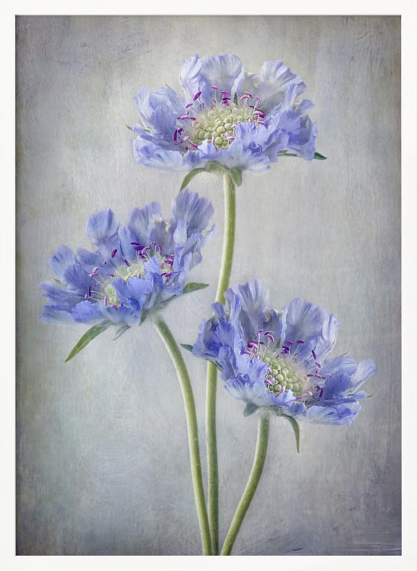 Tablou înramat „Scabiosa” de Mandy Disher
