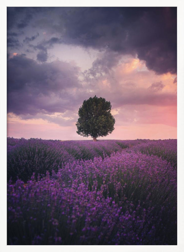 Tablou înramat „Lavender Fields, Isparta” de Cuma Cevik