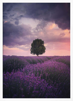 Tablou înramat „Lavender Fields, Isparta” de Cuma Cevik