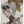 Tablou înramat „Brown Seaweed” de Pictufy Studio II