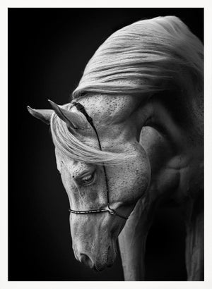 Tablou înramat „white stallion” de Ulrike Leinemann