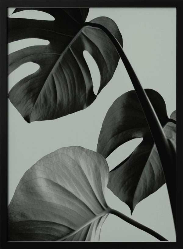 Tablou înramat „Monstera Teal 07” de Pictufy Studio III
