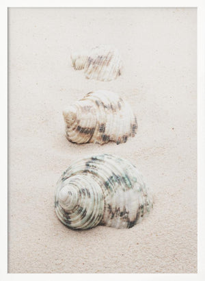 Tablou înramat „Shells” de Pictufy Studio III