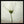 Tablou înramat „White cosmos” de Lotte Grønkjær