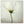 Tablou înramat „White cosmos” de Lotte Grønkjær