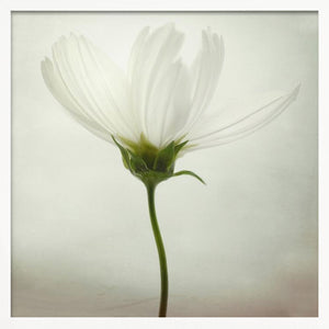 Tablou înramat „White cosmos” de Lotte Grønkjær