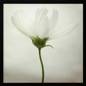 Tablou înramat „White cosmos” de Lotte Grønkjær