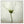 Tablou înramat „White cosmos” de Lotte Grønkjær