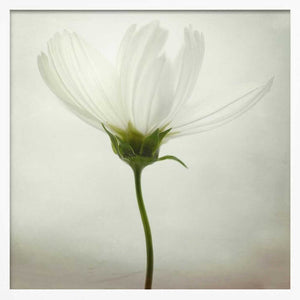 Tablou înramat „White cosmos” de Lotte Grønkjær