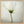 Tablou înramat „White cosmos” de Lotte Grønkjær
