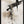 Tablou înramat „wild_words_002” de Pictufy Studio II