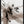 Tablou înramat „wild_star_002” de Pictufy Studio II