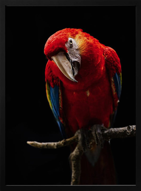 Tablou înramat „Portrait of Scarlet Macaw” de Andi Halil