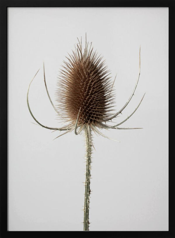 Tablou înramat „Dried_004” de Pictufy Studio III