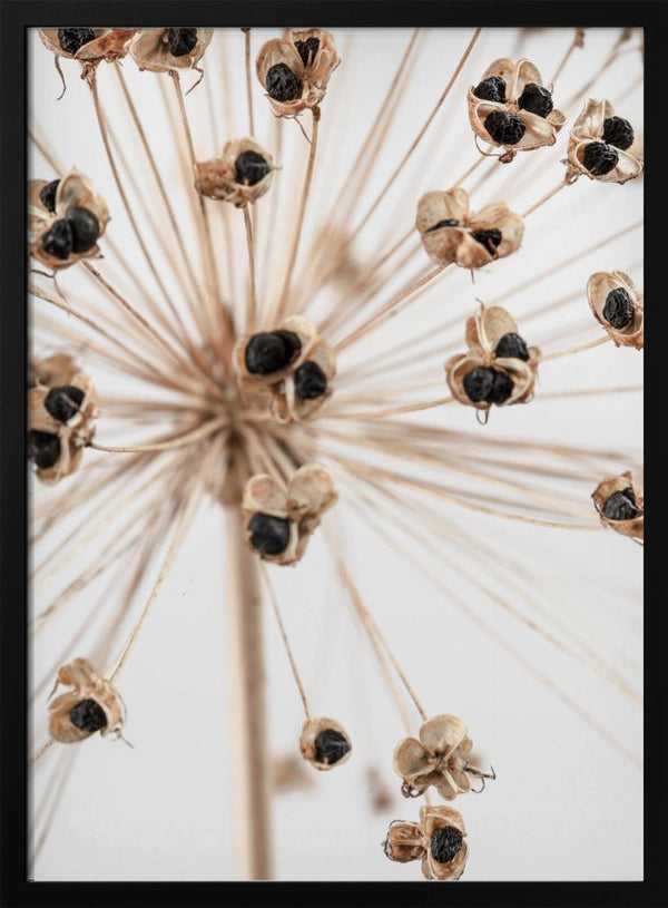 Tablou înramat „Dried_007” de Pictufy Studio III