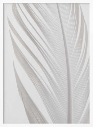 Tablou înramat „Feather_006” de Pictufy Studio III