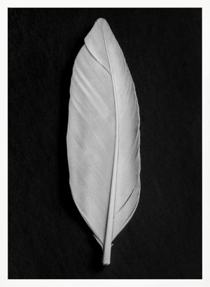 Tablou înramat „Feather_008” de Pictufy Studio III