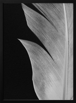 Tablou înramat „Feather_005” de Pictufy Studio III
