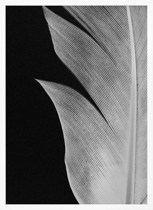 Tablou înramat „Feather_005” de Pictufy Studio III