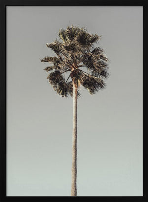 Tablou înramat „Palm_001” de Pictufy Studio III