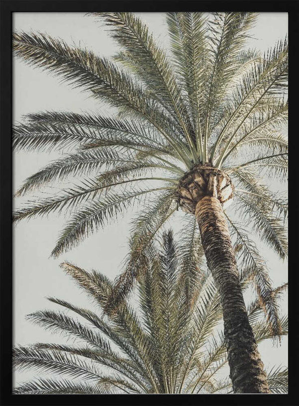 Tablou înramat „Palm_005” de Pictufy Studio III