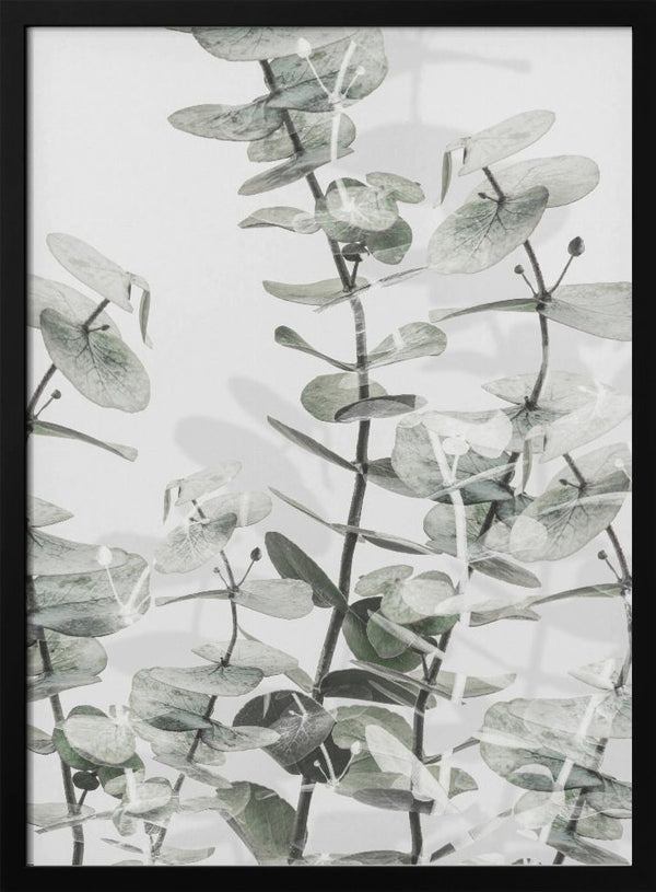 Tablou înramat „Eucalyptus_001” de Pictufy Studio III