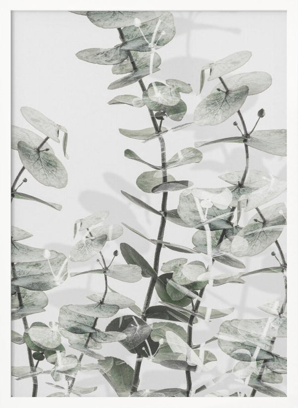 Tablou înramat „Eucalyptus_001” de Pictufy Studio III