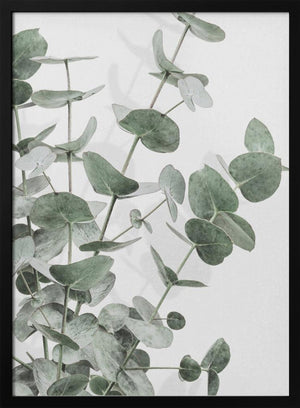 Tablou înramat „Eucalyptus_003” de Pictufy Studio III