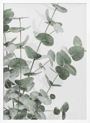Tablou înramat „Eucalyptus_003” de Pictufy Studio III