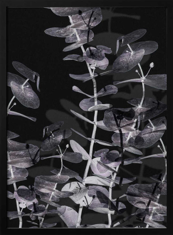 Tablou înramat „Eucalyptus_Negative_002” de Pictufy Studio III