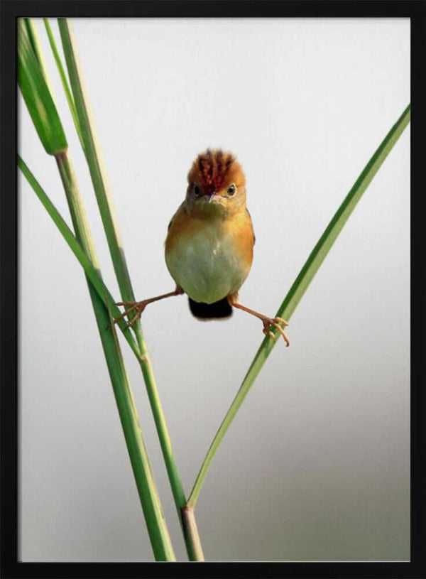 Tablou înramat „Kung Fu Master” de Lina Gunawan