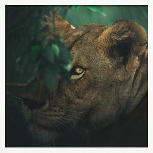 Tablou înramat „Eye Contact” de Ahmed Sobhi