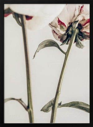 Tablou înramat „Peony 01” de Pictufy Studio III