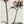 Tablou înramat „Peony 01” de Pictufy Studio III